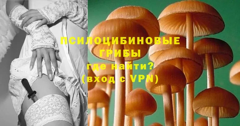 купить наркоту  OMG рабочий сайт  Псилоцибиновые грибы Magic Shrooms  Владимир 